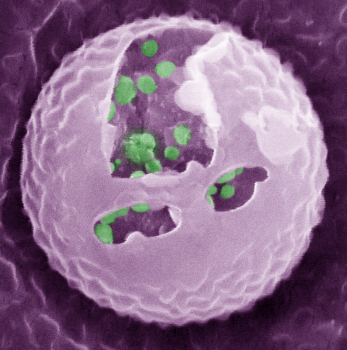 gu lab image artificial-beta-cells